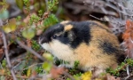 Lemming (снимка): wild hartent-hermit